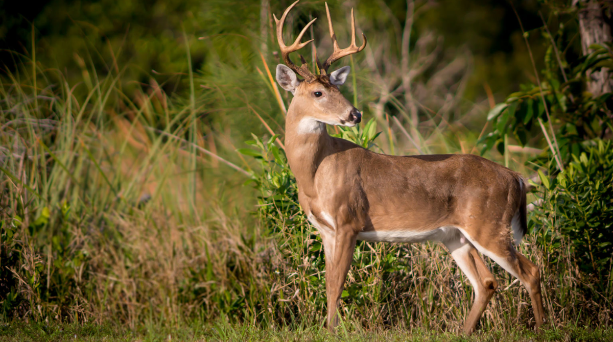 Florida Hunting Trips - One Mo Time Adventures